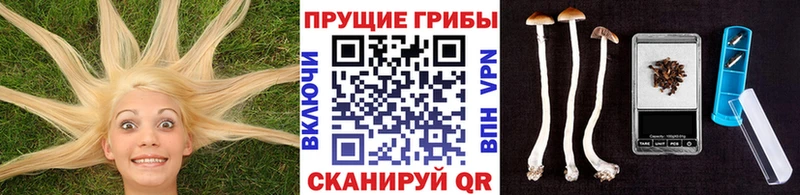 Псилоцибиновые грибы Cubensis  мориарти клад  Ковров 